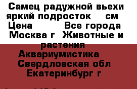 Самец радужной вьехи яркий подросток 15 см › Цена ­ 350 - Все города, Москва г. Животные и растения » Аквариумистика   . Свердловская обл.,Екатеринбург г.